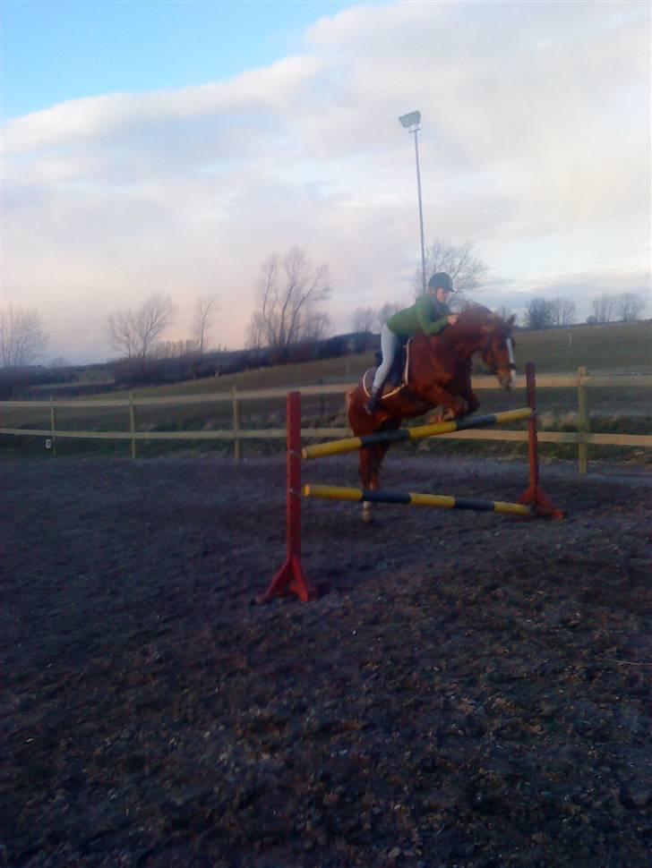 Welsh Cob (sec D)  Sophie solgt - springer 110  billede 5