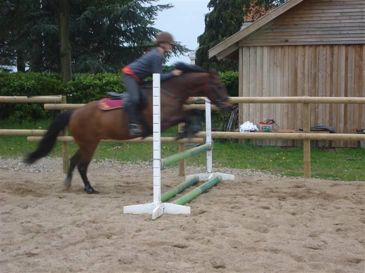 Anden særlig race fnuggi*solgt* billede 4