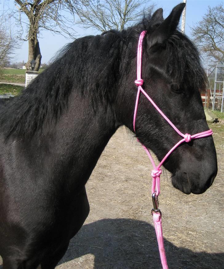 Frieser Coco - Prinsessen .. I fint lyserødt udstyr .. (: billede 17