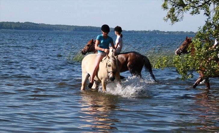 Fjordhest Kastanjegårdens Nick - Plaaaaaaske! billede 14