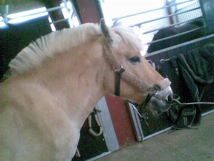 Fjordhest Mølgaards Roxann **SOLGT** billede 1