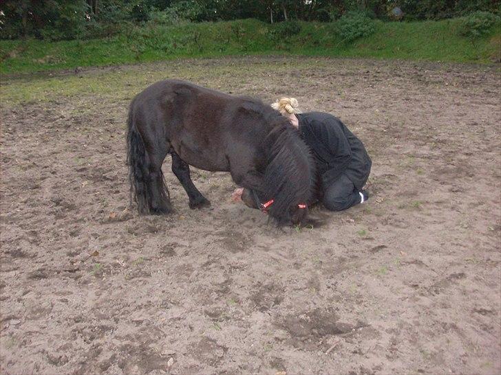 Shetlænder Ejstrups Akeno - Neje og være sød, det er det jeg er bedst til:+) billede 17