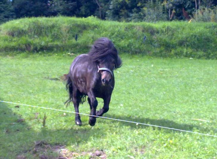 Shetlænder Ejstrups Akeno - WHII jeg er Akeno, og så er jeg jo vildbassen, over alle vildbasser billede 18