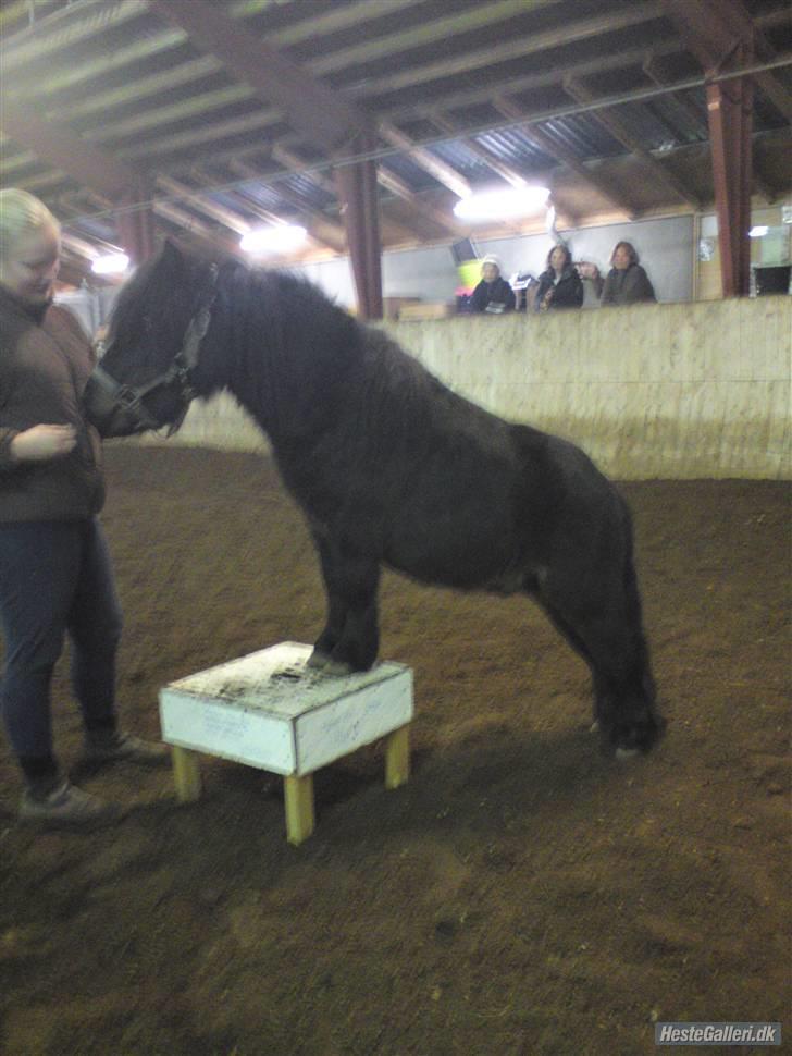 Shetlænder Ejstrups Akeno - første gang han er på skammel billede 19