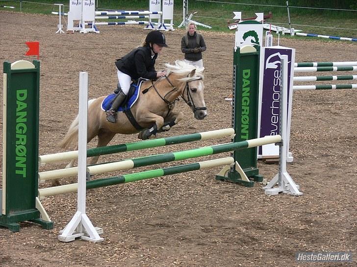 Palomino Max Motor - B-pony - SAVNET! :-( - Mig&Max til stævne i aabenraa(: - mesterfotograf: Camilla Schierff billede 2