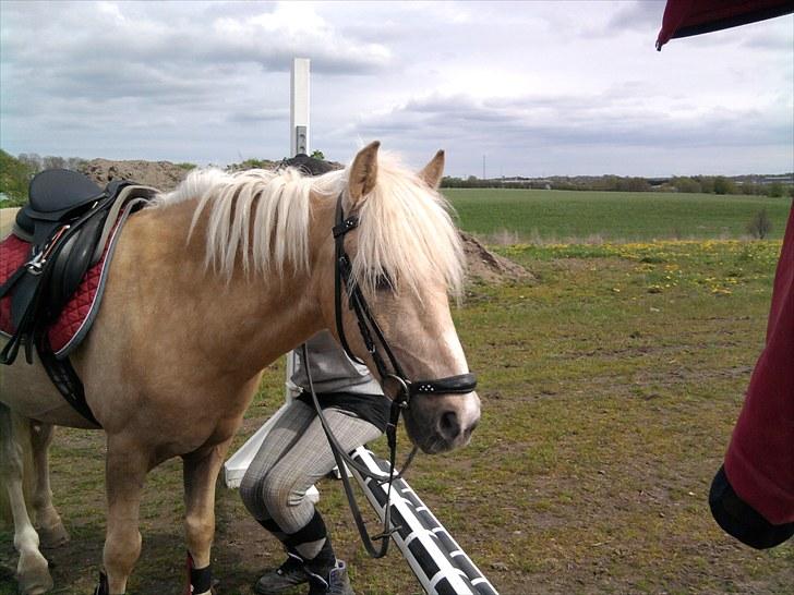 Palomino Max Motor - B-pony - SAVNET! :-( billede 4