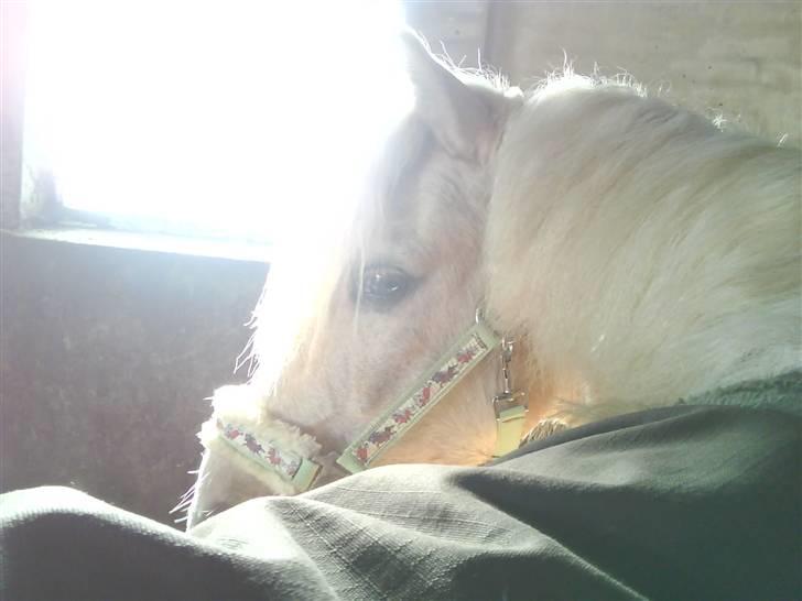 Palomino Max Motor - B-pony - SAVNET! :-( - Da jeg lige havde fået ham(: billede 6