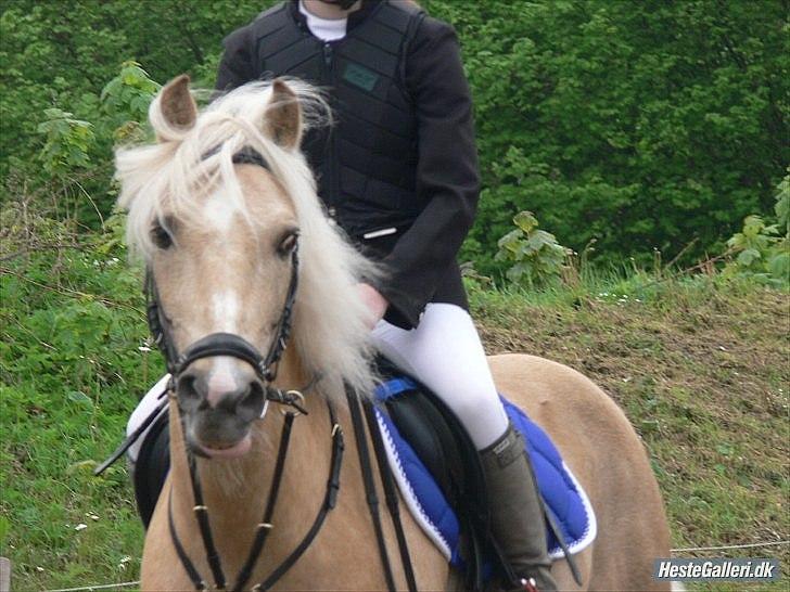 Palomino Max Motor - B-pony - SAVNET! :-( - Den gule hingst, eller næsten ;D billede 7