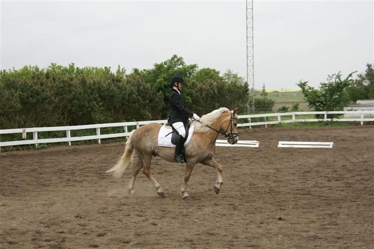 Haflinger Nissan *solgt* billede 18