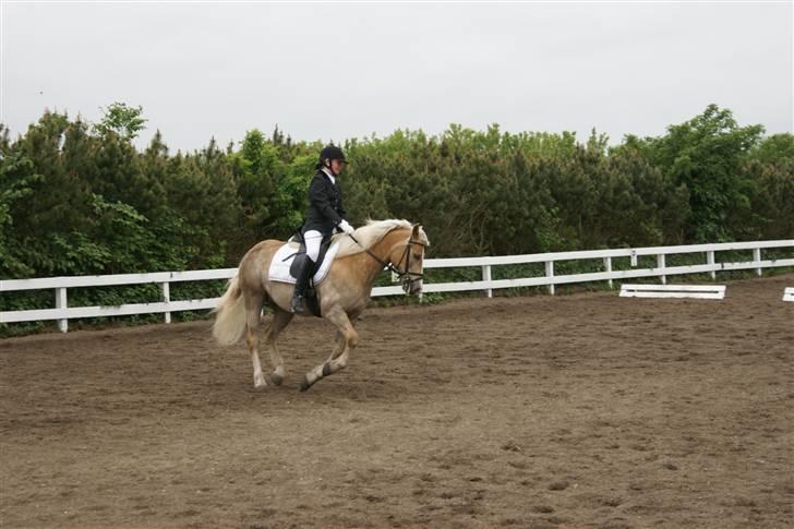 Haflinger Nissan *solgt* billede 19