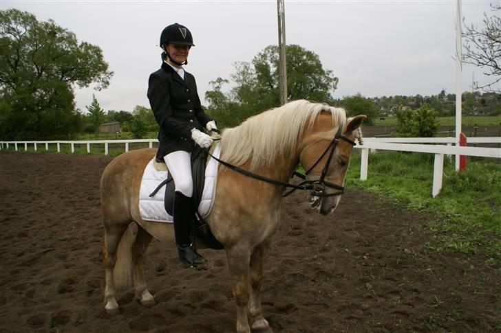 Haflinger Nissan *solgt* billede 20