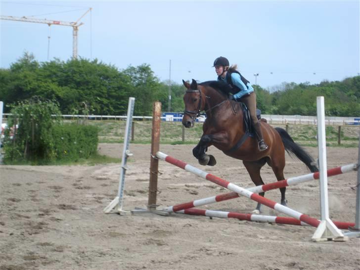 Oldenborg Mon Cherie - Springning maj billede 14