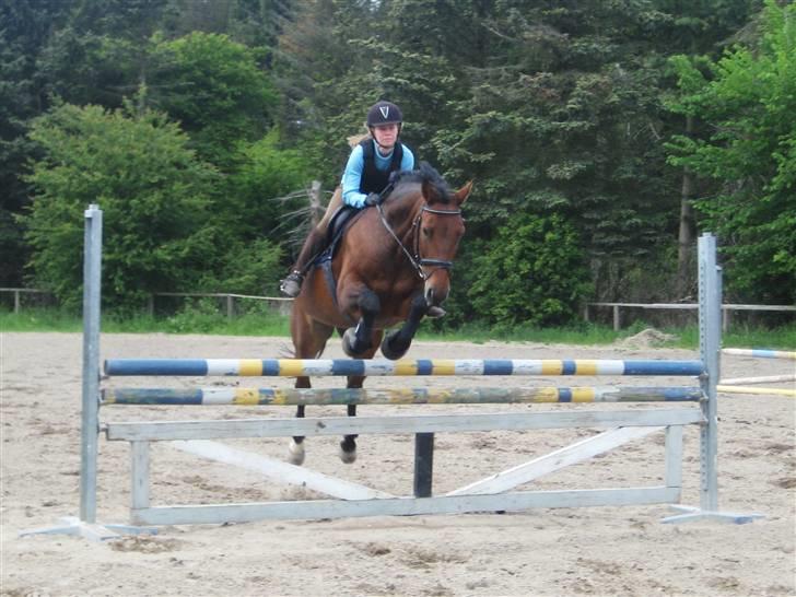 Oldenborg Mon Cherie - Springning maj billede 15