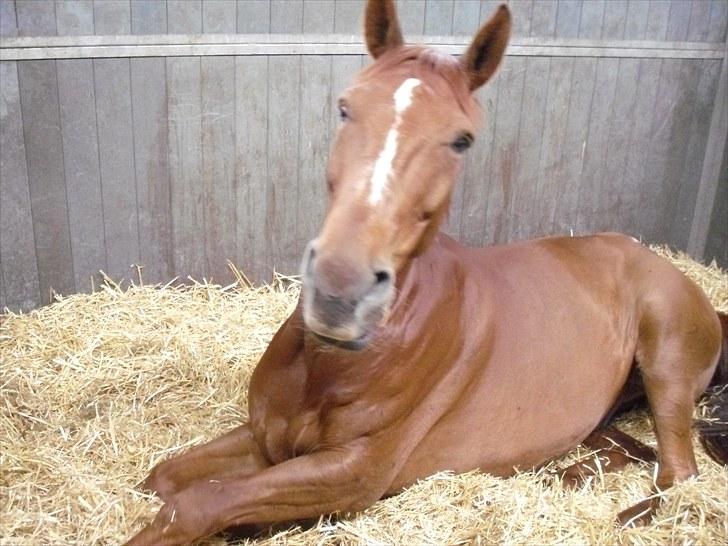 Dansk Varmblod Lærkenborgs Fuego billede 4