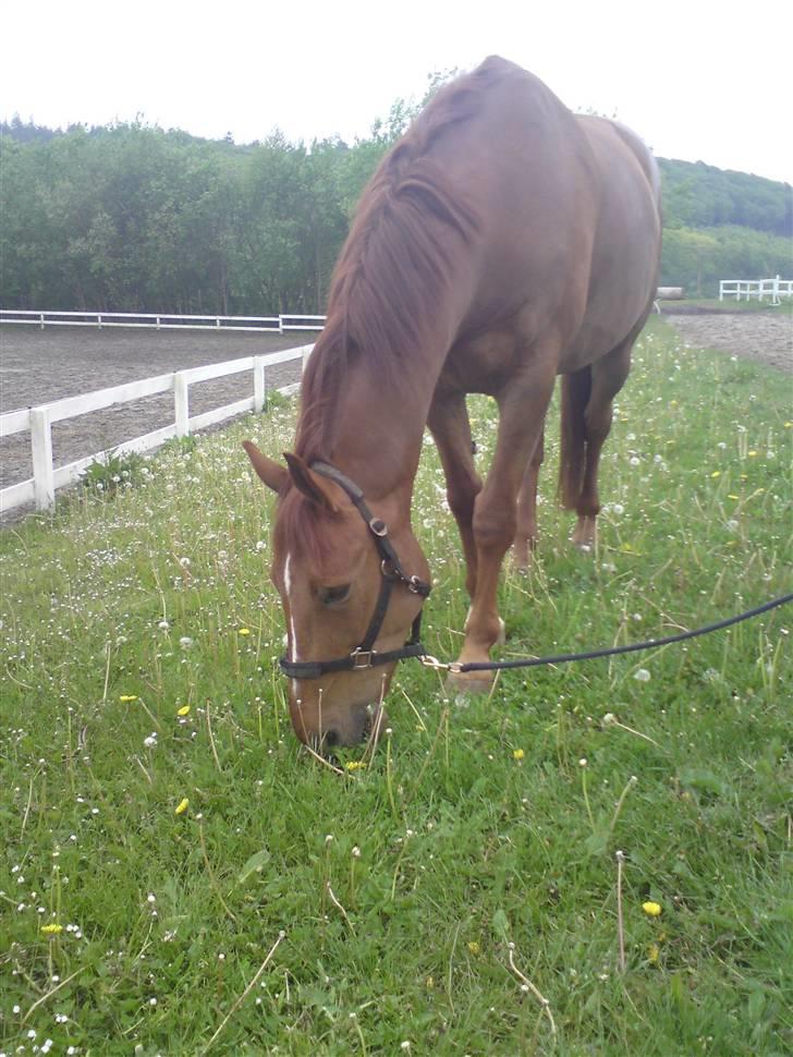 Dansk Varmblod Lærkenborgs Fuego - uhmmm, det godt med noget græs:) billede 5