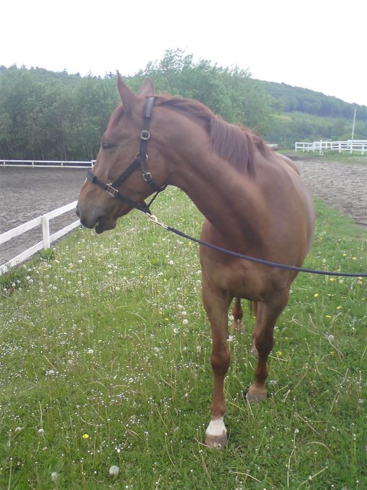 Dansk Varmblod Lærkenborgs Fuego billede 6