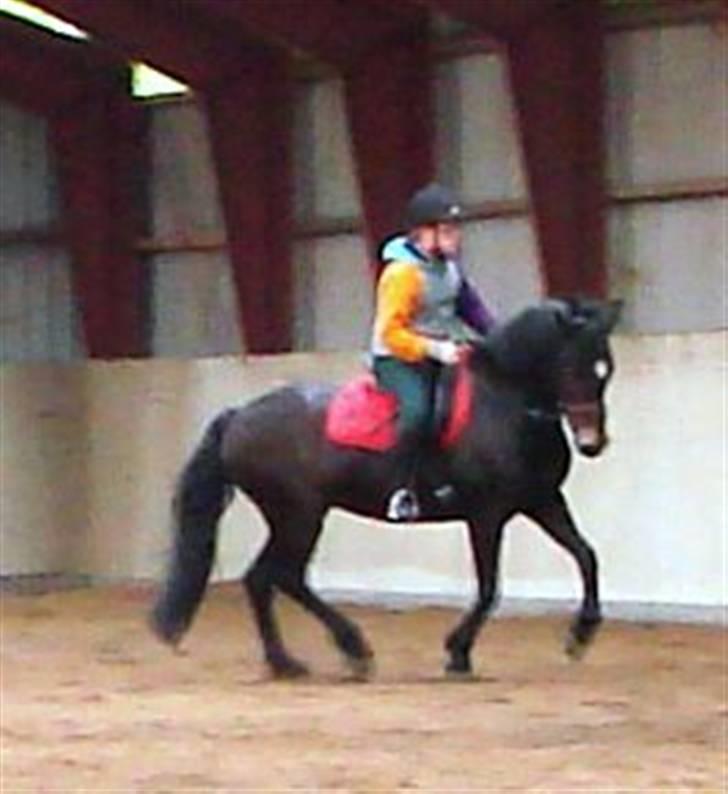 New Forest belina billede 10