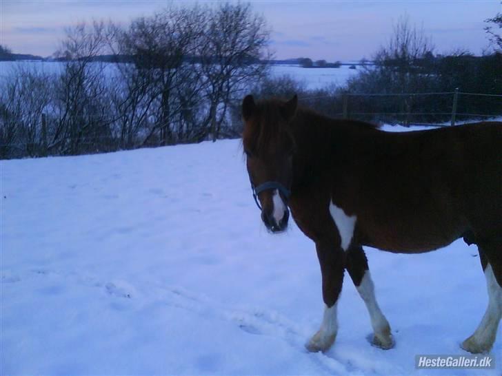 Anden særlig race Lucky - Uuh! Min søde skath i sneen! xD FOTO: Mig billede 17