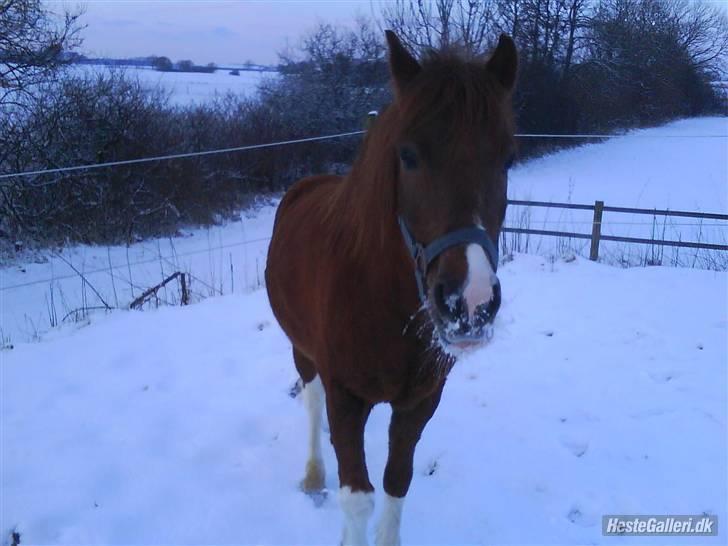 Anden særlig race Lucky - Fordi jeg elsker digh! <33 FOTO: Mig billede 18
