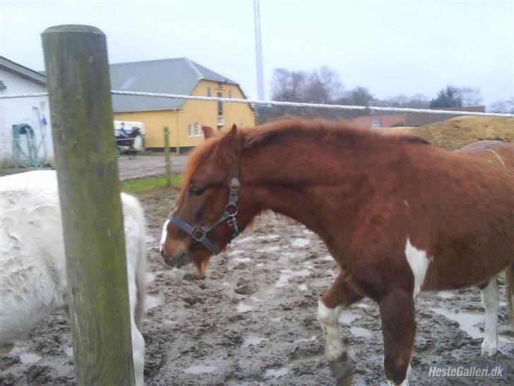 Anden særlig race Lucky - FOTO: Mig.. :) billede 19