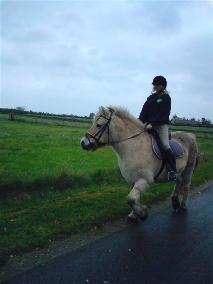 Fjordhest Tøsen - Tøsen, Sofie og mig på vej hjem til Sofie og ride. [Foto:Sofie.] billede 6