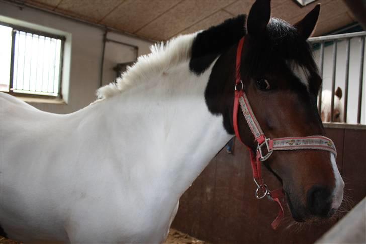 Pinto Viller's-Amigo -Solgt ;') - villers amigo verdens dejligste pony<3! billede 5