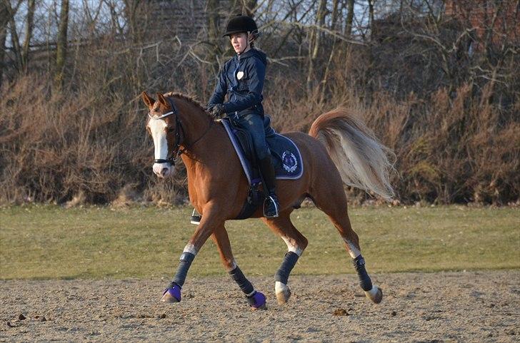 Hollandsk Sportspony Max - One of kind ;*<3 billede 9