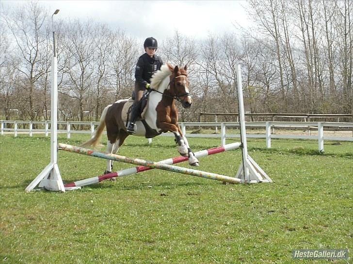 Pinto Kastanjehøjs Julischka<3 (tidligere lånepony) - Springtræning! Du reddede mig hver gang. Du var fantastisk! :) billede 5