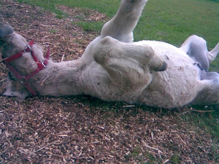 Fjordhest Iben Strødam # Solgt# - Det klør lige på ryggen maj 09 billede 20