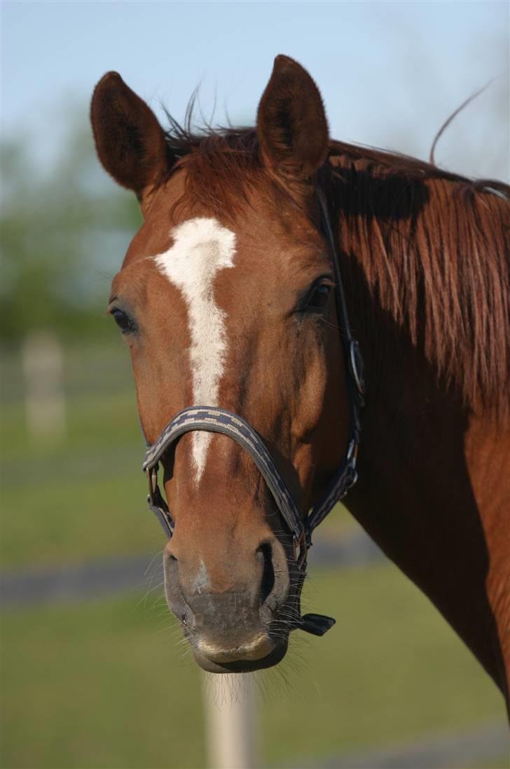 Dansk Varmblod Isabell billede 18