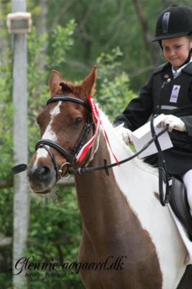 Pinto Kastanjehøjs Julischka<3 (tidligere lånepony) - Dejlige pony inden æresrunde i spring :) billede 8
