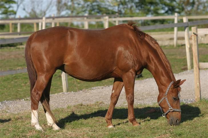 Dansk Varmblod Isabell billede 19