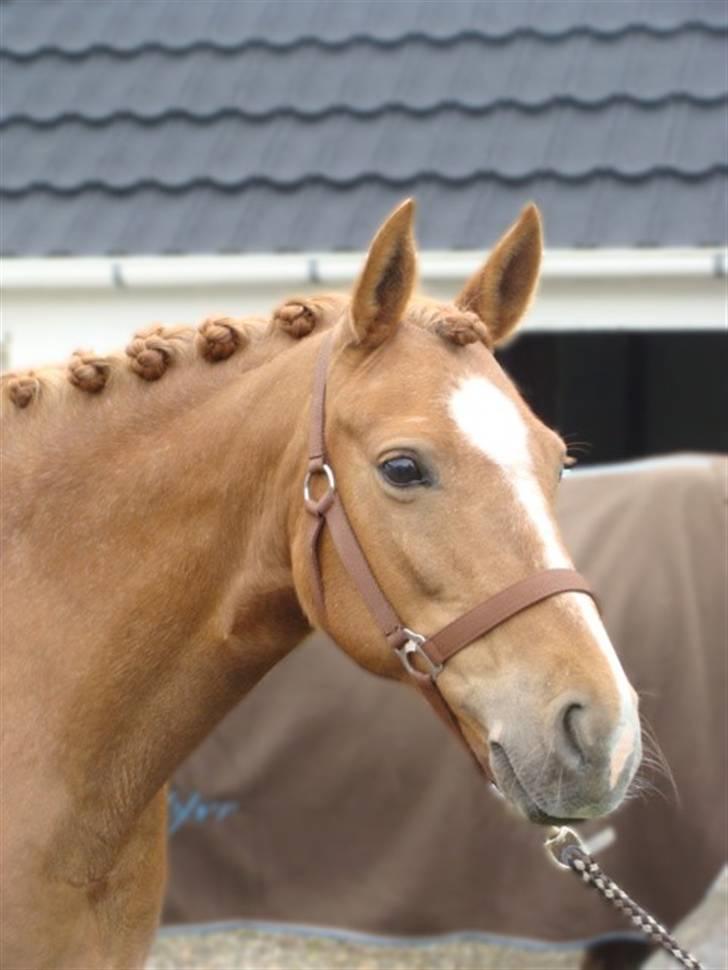 Anden særlig race Sinnia - Sinnia shinet op :o)        ms-foto billede 14