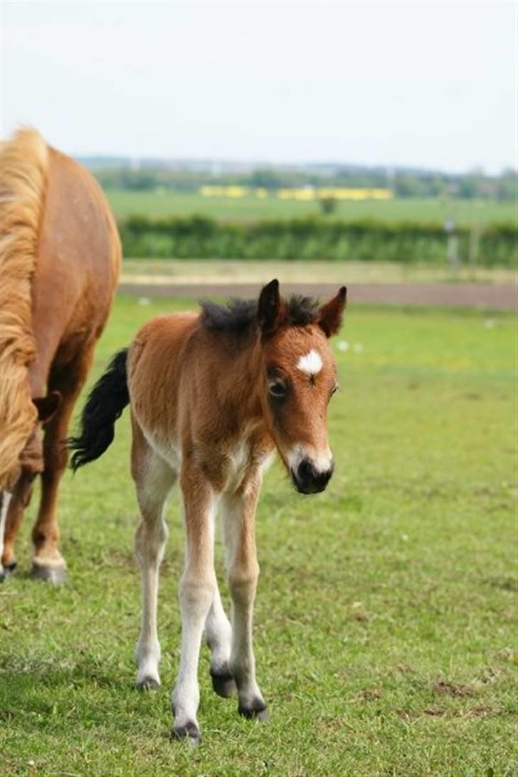 Islænder Hrókur fra Villa Thule billede 2