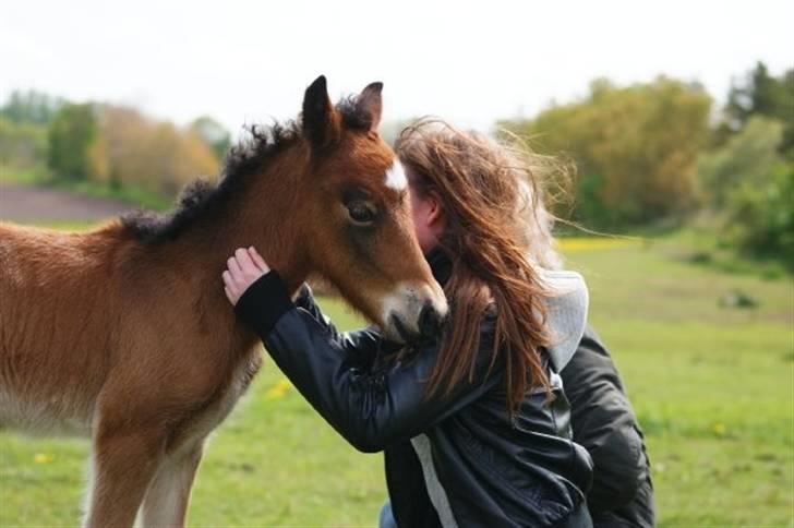 Islænder Hrókur fra Villa Thule billede 3