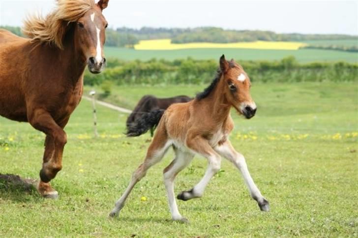 Islænder Hrókur fra Villa Thule - Foto: Kirstine Bach Jensen billede 4
