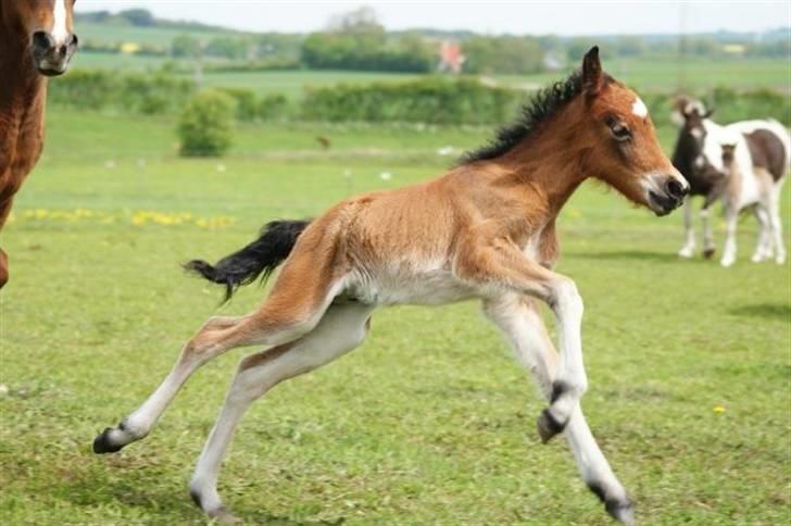 Islænder Hrókur fra Villa Thule billede 5