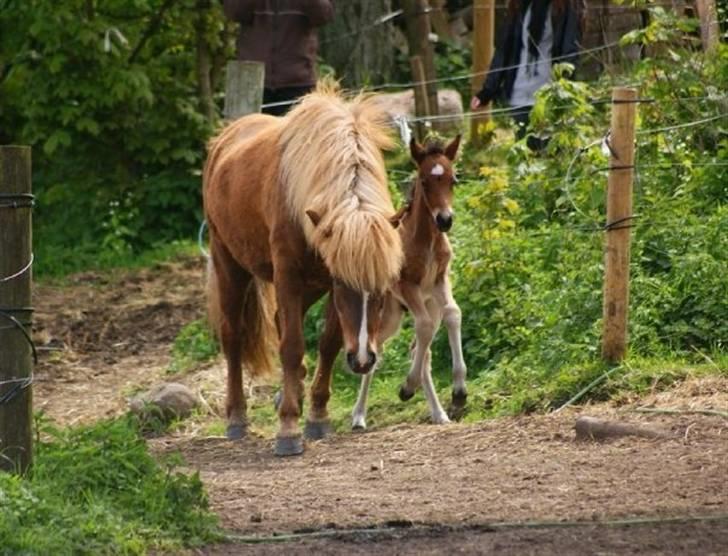 Islænder Hrókur fra Villa Thule billede 6