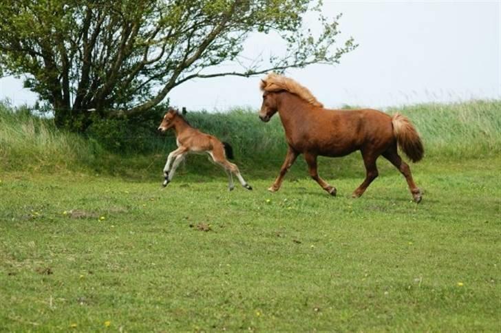 Islænder Hrókur fra Villa Thule billede 7