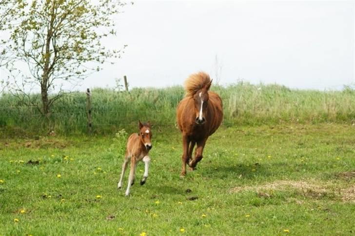 Islænder Hrókur fra Villa Thule - Foto: Kirstine Bach Jensen billede 8