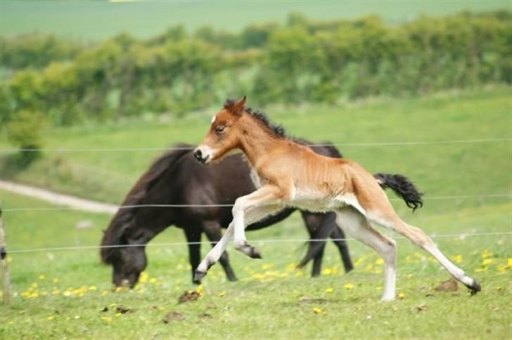 Islænder Hrókur fra Villa Thule - Foto: Kirstine Bach Jensen billede 9