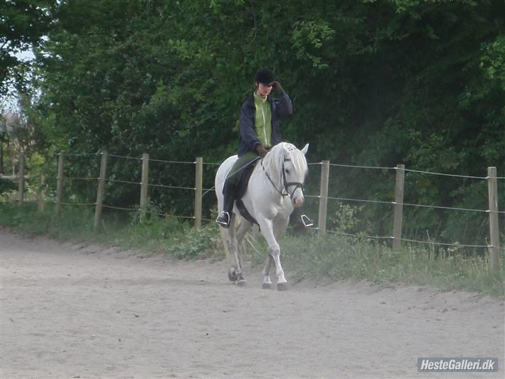 New Forest Firfod Firspring billede 10