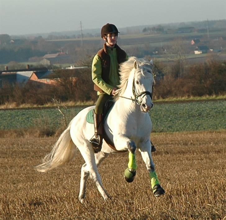 New Forest Firfod Firspring - Foto: webmoster Mette billede 11