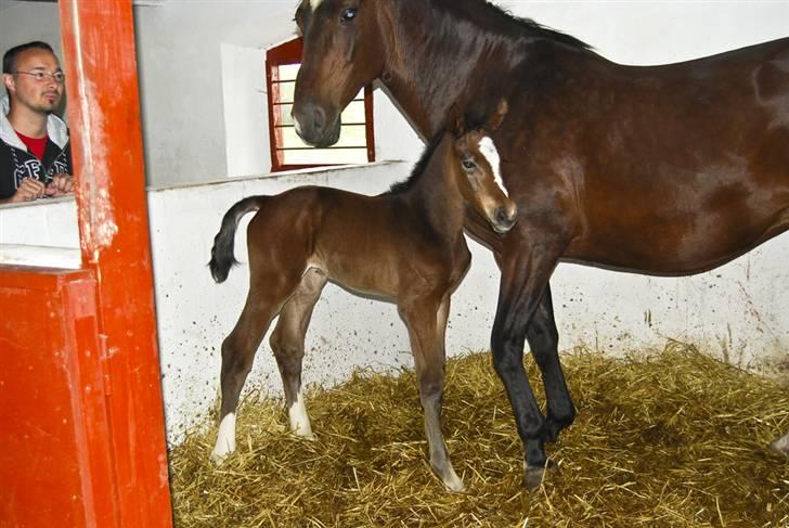 Dansk Varmblod Luna [solgt] - Sammen med mor på første dag i boksen billede 2