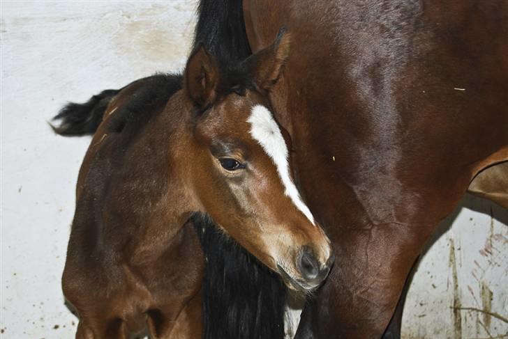 Dansk Varmblod Luna [solgt] - står bag mor billede 3