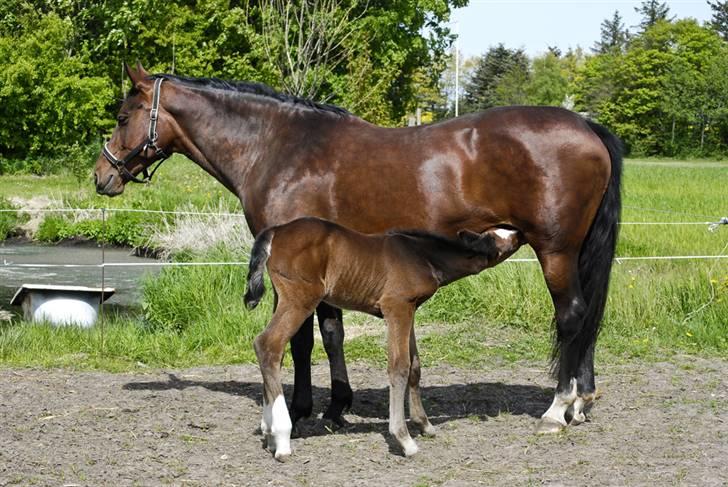 Dansk Varmblod Luna [solgt] - Spiser lige hos mor (dag2) billede 5