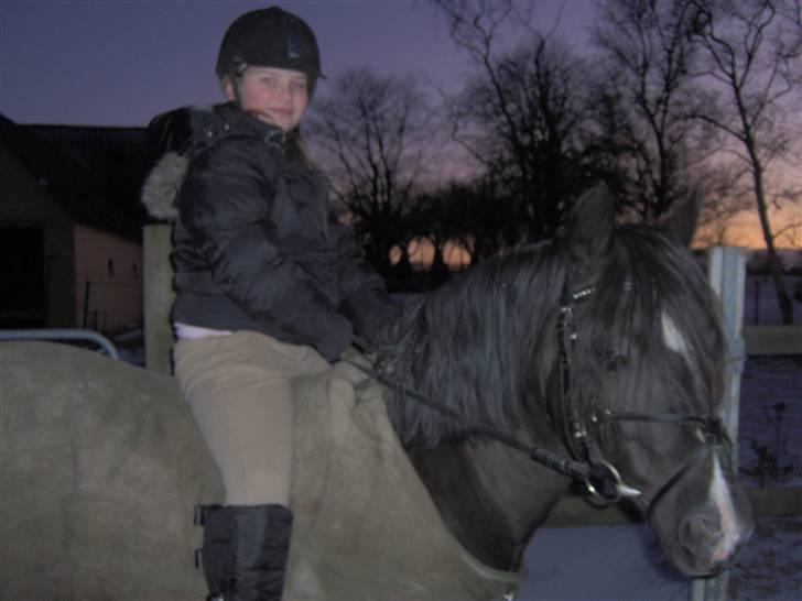 Welsh Pony (sec B) Duchess *Savnet* - så ride vi, 2 år siden nu billede 18