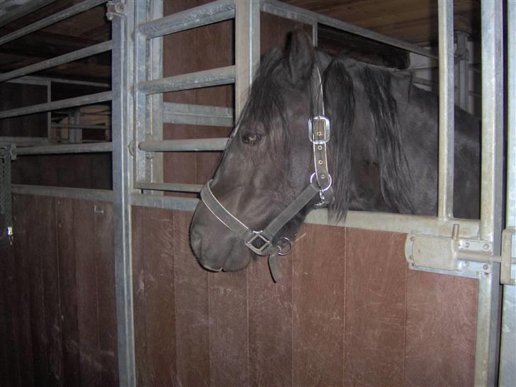 Welsh Pony (sec B) Duchess *Savnet* - Det er Duchess er hun ikke Sød, Nusser, Smuk. Det der billede var der du var syg:) billede 20