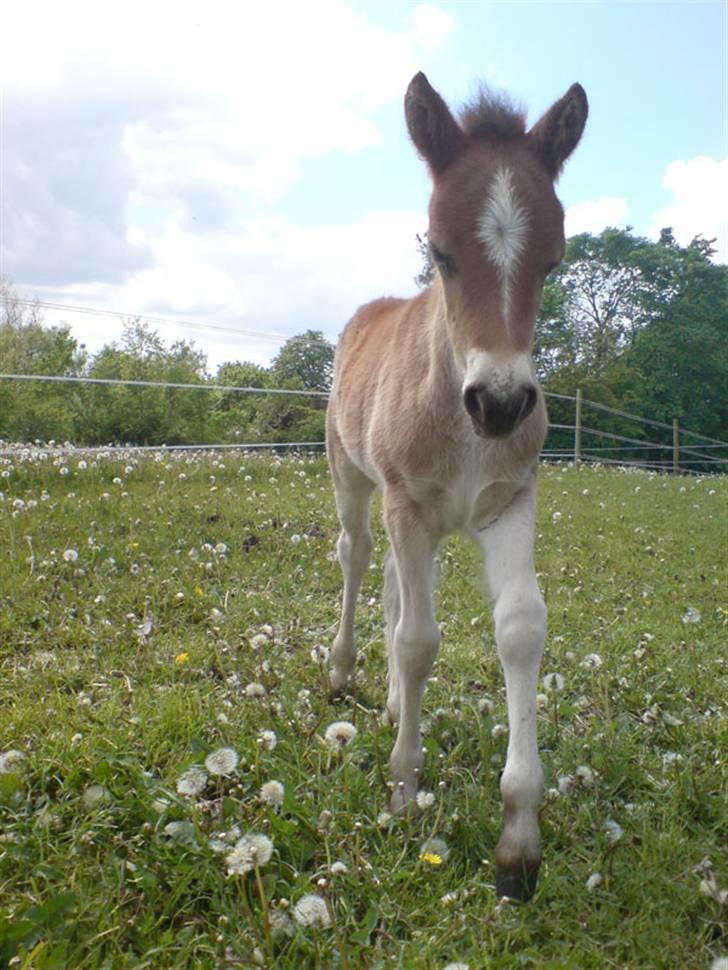 Gotlandsruss Pegasus Pan - Lille baby-Pegasus billede 17