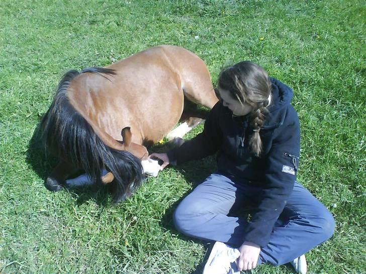 Welsh Pony (sec B) Bjerregårds Leonardo  - Leonardo og jeg :) billede 14